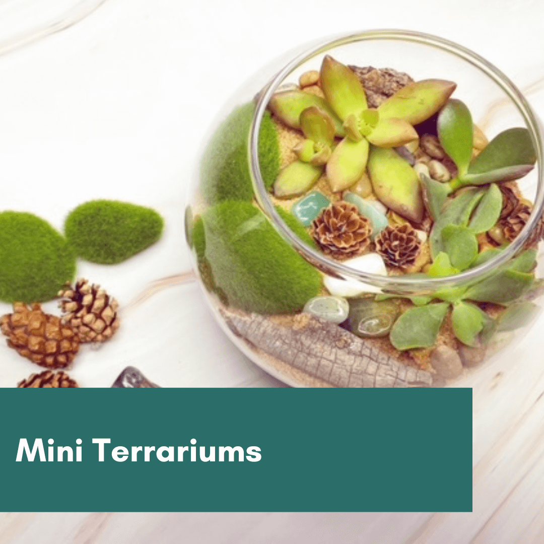 Terrarium-Making Workshop for Teams